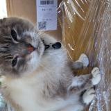 Foto de gato encontrado en Pibrac