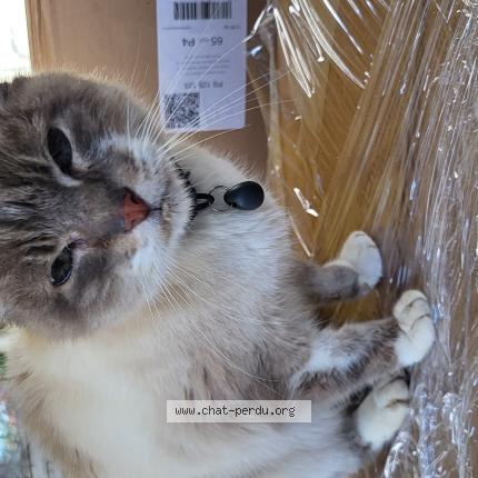 Foto 1/1 Gato encontrado Encontrado en Pibrac