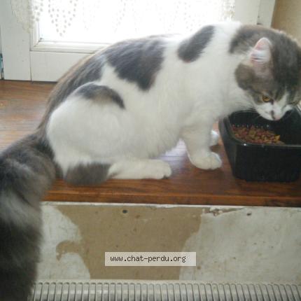 Foto 1/1 Djumbo Chat perdido en Saint marceau