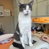 Foto del gato perdido en Bons En Chablais