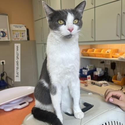 Foto 1/1 Coquillette Chat perdido en Bons en chablais