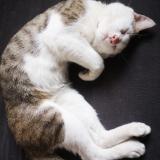 Foto del gato perdido en Nantes