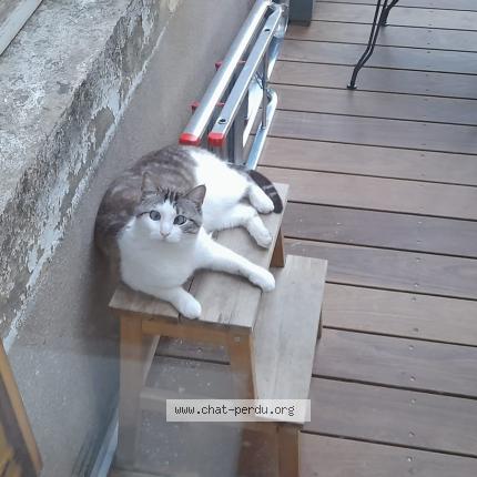 Foto 1/1 Nala Chat perdido en Metz