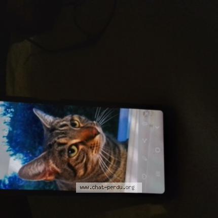 Foto 1/1 Sunny Chat perdido en Roanne