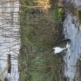 Foto de gato encontrado en Langres