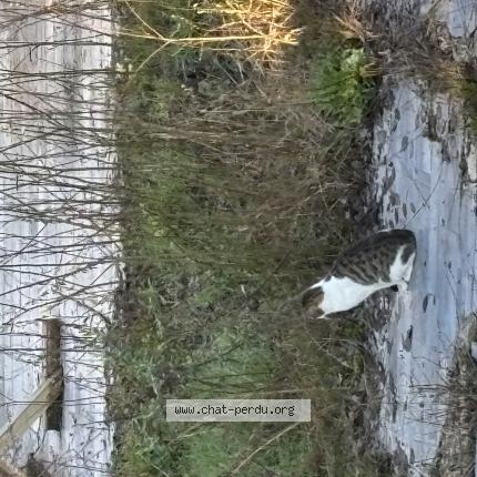 Foto 1/3 Gato encontrado Encontrado en Langres