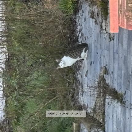 Foto 2/3 Gato encontrado Encontrado en Langres