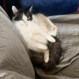 Foto del gato perdido en St Aubin De Blaye