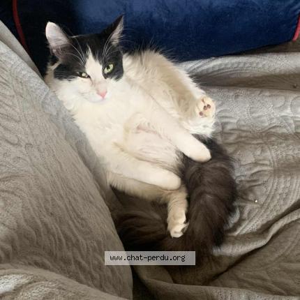 Foto 1/1 Sissy Chat perdido en St aubin de blaye