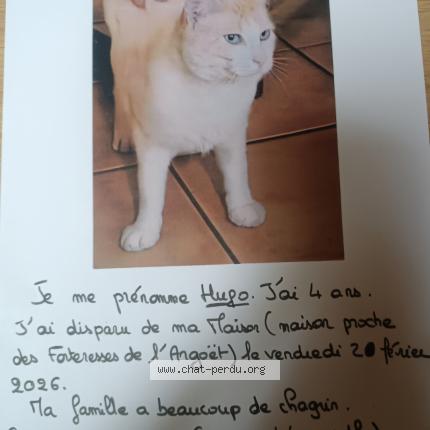Foto 1/1 Hugo Chat perdido en Elven
