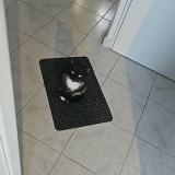 Foto del gato perdido en Quievrechain