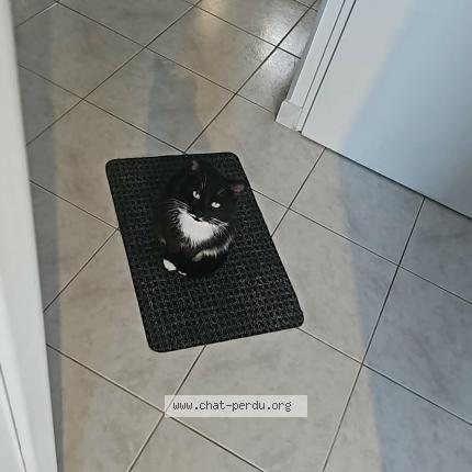 Foto 1/1 Spock Chat perdido en Quievrechain