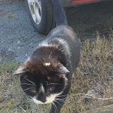 Foto de gato encontrado en Boulazac