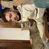 Foto del gato perdido en Clermont Ferrand