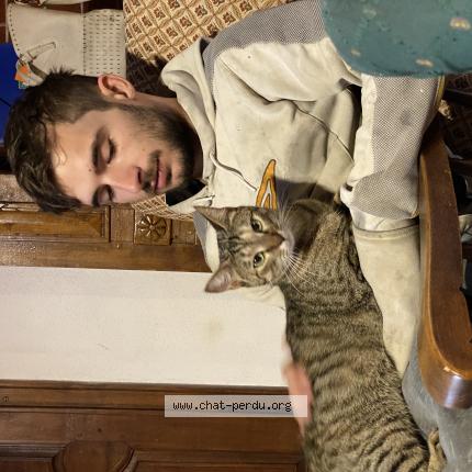 Foto 1/1 Ush Chat perdido en Clermont ferrand