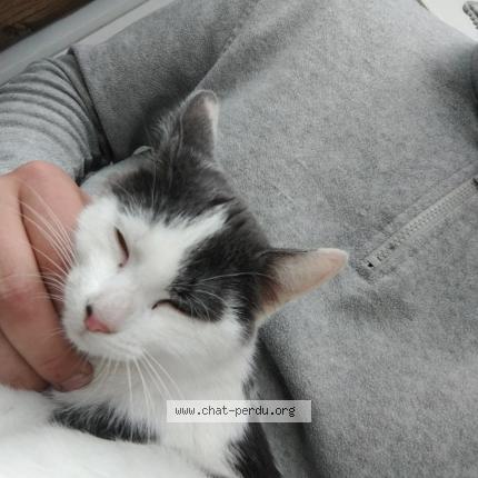 Foto 1/1 Gato encontrado Encontrado en St jean le blanc