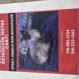 Foto del gato perdido en Blainville