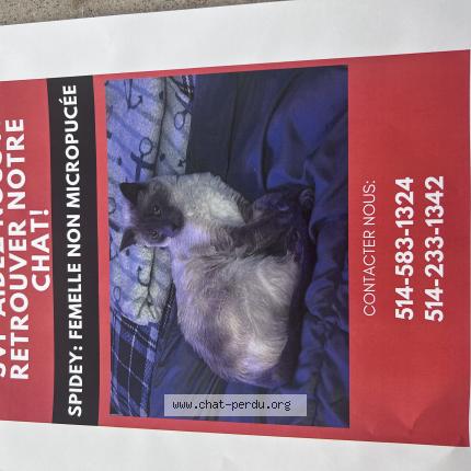 Foto 1/1 spidey Chat perdido en Blainville