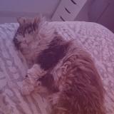 Foto del gato perdido en Omey