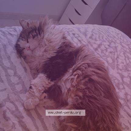 Foto 1/1 Biscuit Chat perdido en Omey