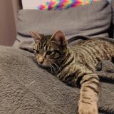 Foto del gato perdido en Roquefort La Bedoule