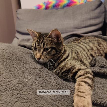 Foto 1/1 Pixel Chat perdido en Roquefort la bedoule