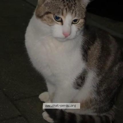Foto 1/1 Gato encontrado Encontrado en Liege