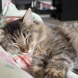 Foto del gato perdido en Trespoux Rassiels