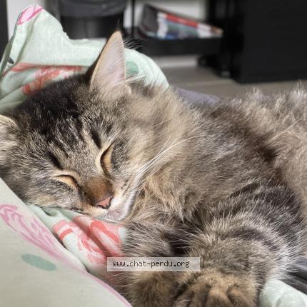 Foto 1/1 Sydney Chat perdido en Trespoux rassiels