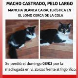 Foto del gato perdido en Tigre Gba Norte Argentina