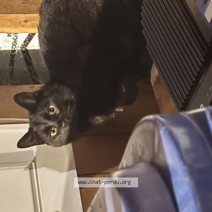 Foto 1/1 Gato encontrado Encontrado en Saint tite des caps