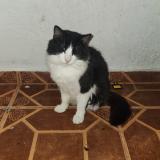 Foto del gato perdido en Rio Grande