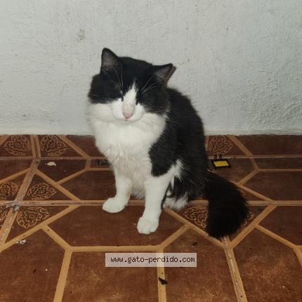 Foto 1/1 Neo Chat perdido en Rio grande