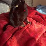 Foto de gato encontrado en Saint Fons