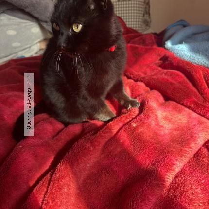 Foto 1/1 Gato encontrado Encontrado en Saint fons