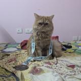 Foto de un gato reunido en Hyderabad