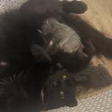 Foto del gato perdido en Saint Etienne