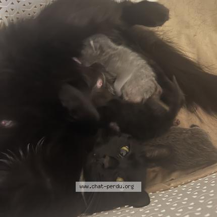 Foto 1/1 Kuro Chat perdido en Saint etienne