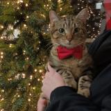 Foto del gato perdido en Romainville