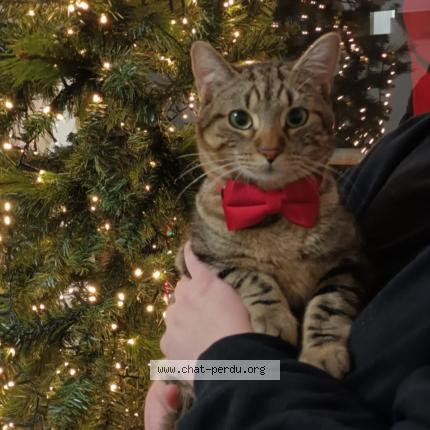 Foto 1/1 Simba Chat perdido en Romainville