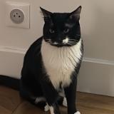 Foto del gato perdido en Chelles