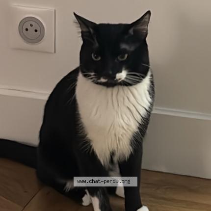 Foto 1/1 Yuumi Chat perdido en Chelles