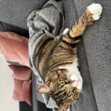 Foto del gato perdido en Saint Damase