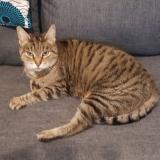 Foto de gato encontrado en Groslay