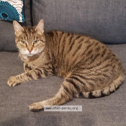 Foto 1/1 Gato encontrado Encontrado en Groslay