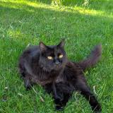 Foto del gato perdido en Veretz