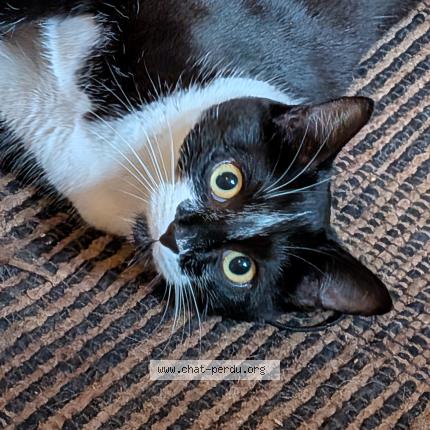 Foto 1/1 Amy Chat perdido en Onnion