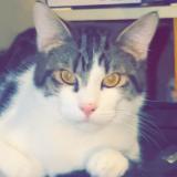 Foto del gato perdido en Saint Etienne