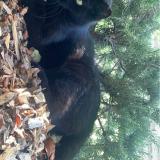 Foto del gato perdido en Bons En Chablais