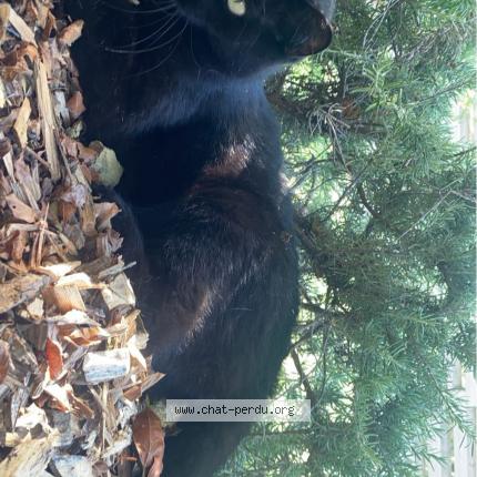 Foto 1/1 Crockmou Chat perdido en Bons en chablais